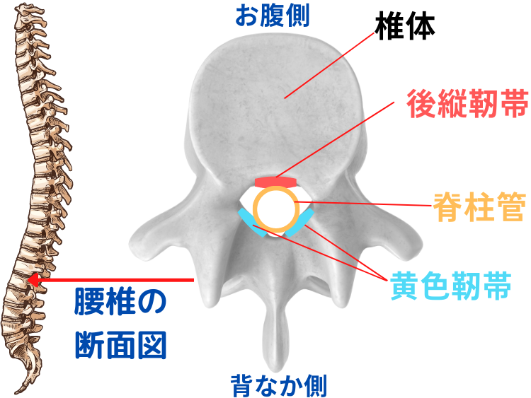腰椎断面図　大津市　あゆは整体院